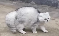 为什么猫咪会炸着毛