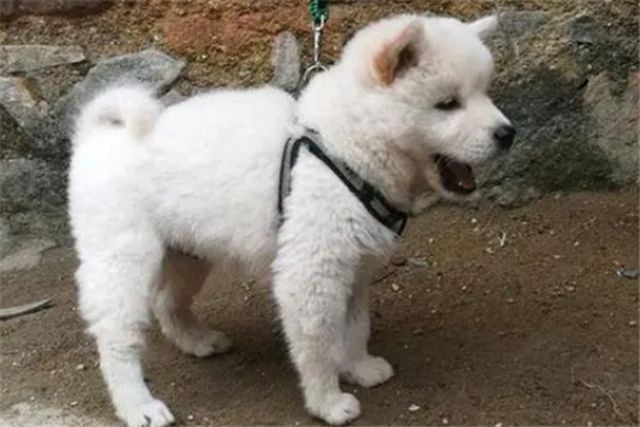 白土松狗适合家养吗 白土松狗适合家养吗
