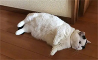 为什么猫咪全身趴在地上不动