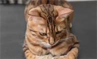 猫咪为什么会出现斑