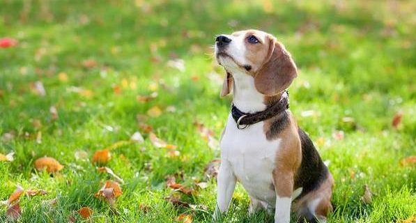 6种小型看家犬，颜值高！