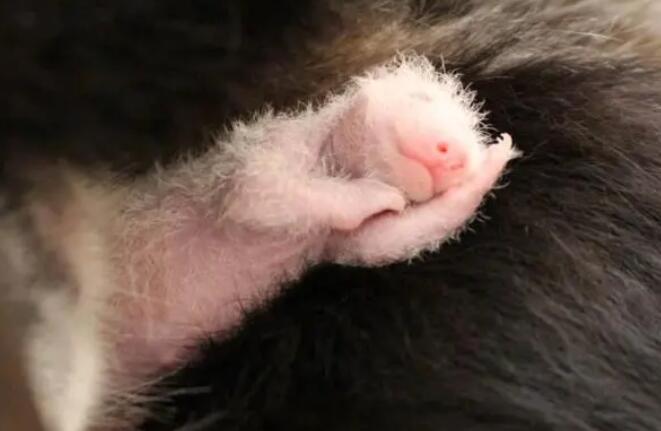 大熊猫宝宝图片 大熊猫宝宝图片