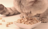 猫咪为什么适合当宠物