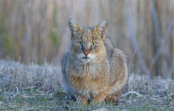 野性山猫现在绝版了吗
