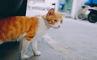 猫咪怕主人走路怎么回事