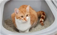 猫咪为什么总爱去厕所拉屎啊