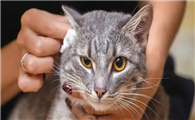猫咪为什么要被剪耳朵呢