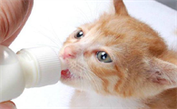 猫咪为什么喝羊奶好呢