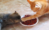 为什么猫咪那么护食