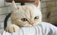 猫咪为什么喜欢抓主人脸