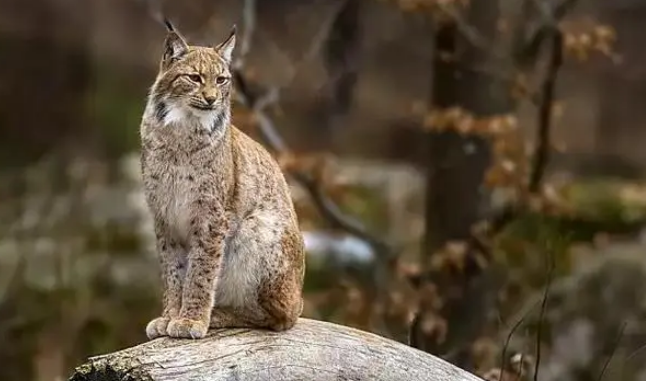 山猫清扫车怎么样 山猫清扫车怎么样