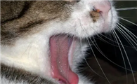 猫的舌头为什么会有白斑呢