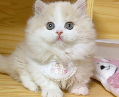 矮脚猫长毛和短毛哪个好 矮脚猫长毛和短毛哪个好