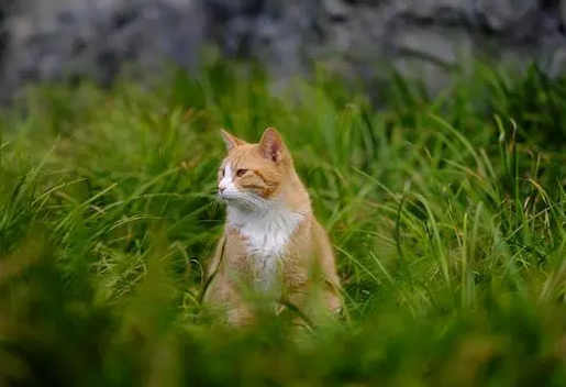 流浪猫可以带回家吗