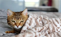 猫咪为什么会低体温呢怎么回事