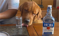 狗狗喝酒为什么不睡觉的原因