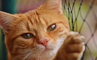 猫咪为什么会乱马