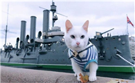 舰艇上为什么要放猫咪呢