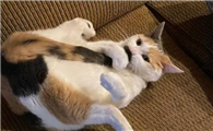 猫咪为什么踢自己头上啊