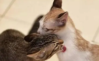 猫咪为什么会给同伴舔毛
