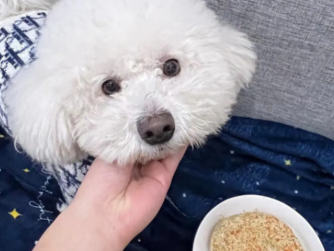 如何给比熊挑选狗粮好坏呢 如何给比熊挑选狗粮好坏呢