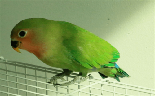 绿桃鹦鹉
