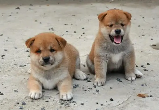 宠物狗和土狗哪个聪明些呢