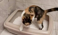 为什么猫咪总是刨空气