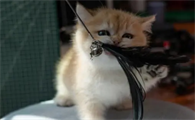 猫咪为什么要抓猫棒呢怎么回事