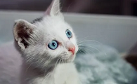 猫咪为什么频繁来我家