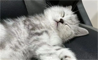猫咪为什么要把水打翻呢