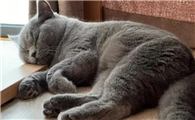 猫咪为什么不能好好睡午觉啊