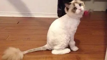 长毛猫夏天需要剪毛吗?