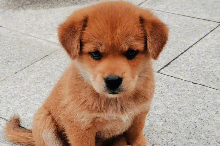 两个月的小土狗怎么养