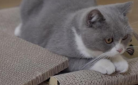 猫咪为什么不会无聊呢