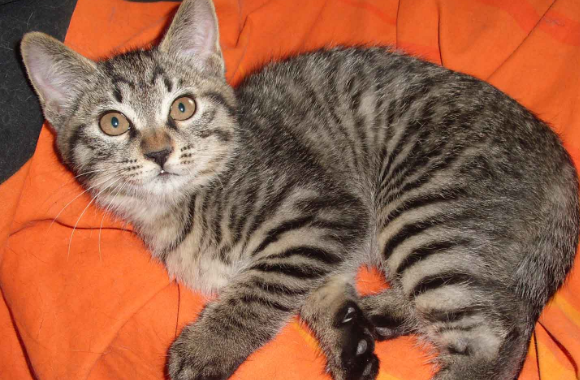 狸花猫开心的表现 狸花猫开心的表现