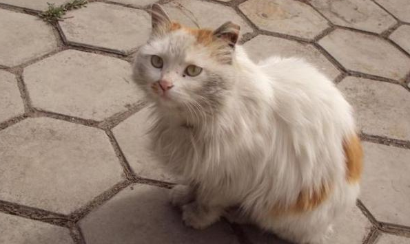 伤害流浪猫犯法吗