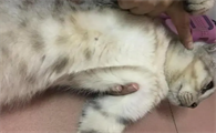 猫咪脖子毛为什么黄黄的