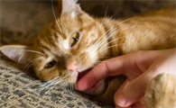 猫咪为什么会不停舔我呢