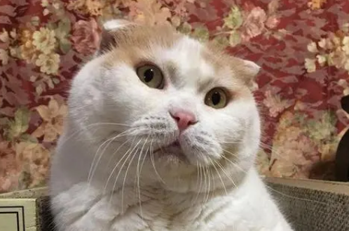 网红猫大吉在哪看