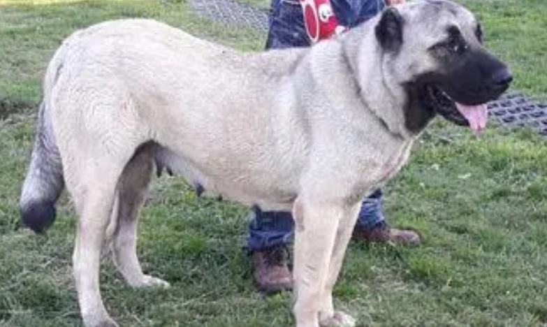坎高为什么打不过中亚牧羊犬