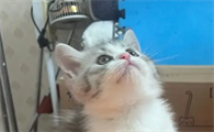 小奶猫来新家要叫几天