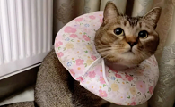 猫咪脖子老打结是什么原因