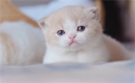 小奶猫认主人的表现