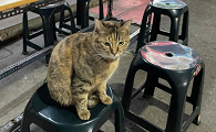 为什么猫咪会吸引顾客进店