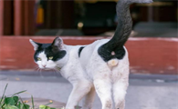 极品挂印拖枪猫特点