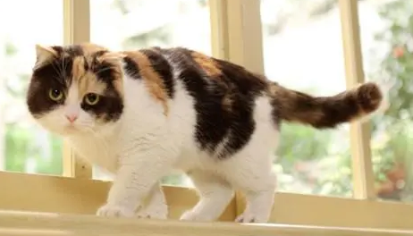 三毛猫日剧日本传说 三毛猫日剧日本传说