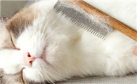 猫咪为什么不能梳头啊