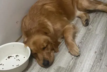 如何训练金毛吃狗粮呢