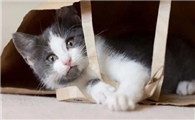猫咪为什么会突然躲你呢